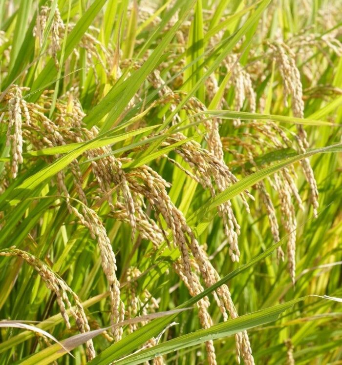 Rex Long Grain White Rice Seed Certified Grains Forage