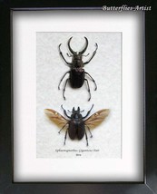 Real 4 Eyes Stag Beetles Sphaenognathus Giganteus PAIR Framed Entomology Display - $109.99