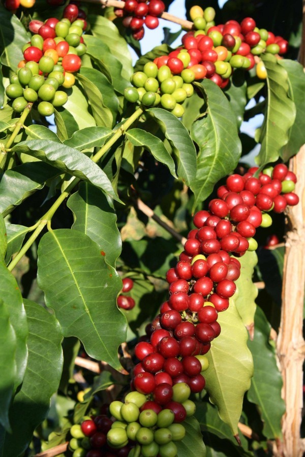 Kona Coffee Hawaiian Starter Plant Grow Your Own Coffee Fruits