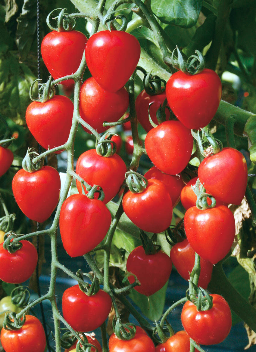 Heart-Shaped Tomato berry Garden Tomato Hybrid 100 Seeds / Pack ...