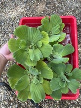 WEEKLY SALE (6) Water Lettuce Jumbo 5-7” Koi Pond Floating Plants Algae Shade - $25.28