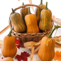 SHIP FROM US 4 g ~24 Seeds - Honeynut Squash Seeds - Non-GMO, Heirloom, ... - $22.76