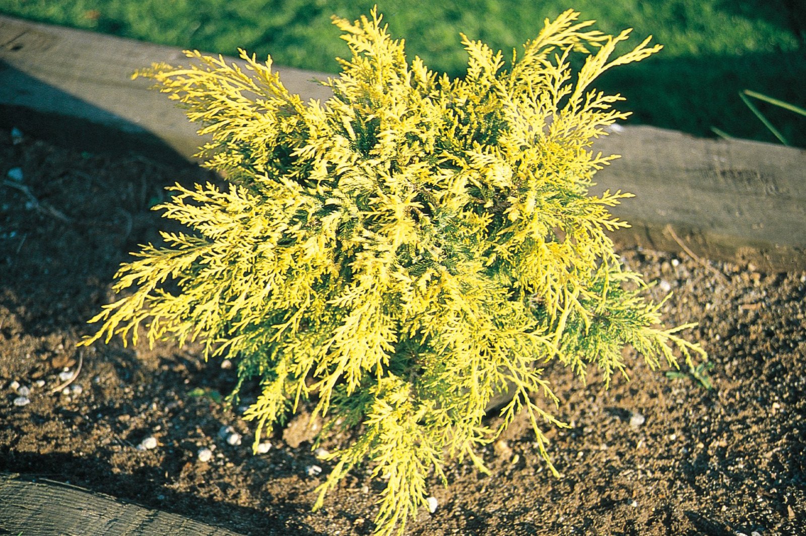 Live Plant Sea of gold Spreading Juniper 1gallon pot Gardening Other