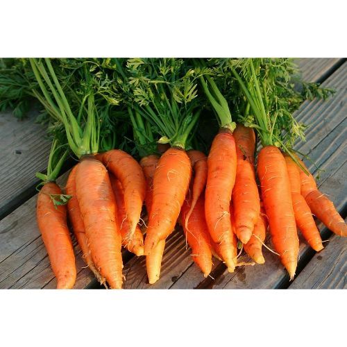 Danvers Half Long Carrot 100 Seeds SDP99 Seeds & Bulbs