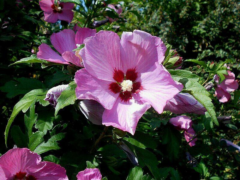 PURPLE ROSE OF SHARON 100 SEEDS HIBISCUS SYRIACUS, HARDY SHRUB, USA ...