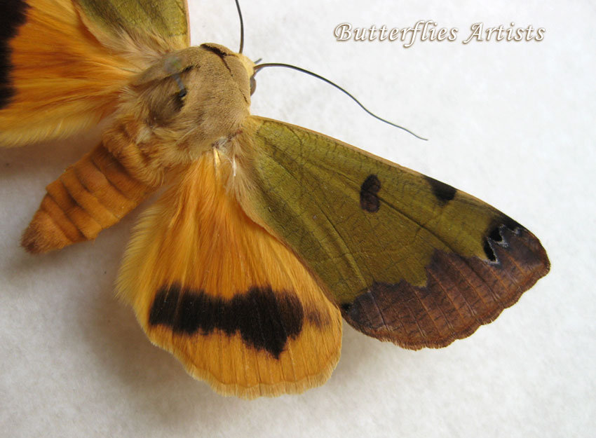 Green Drab Real Moth Ophiusa Tirhaca Entomology Collectible Framed In ...