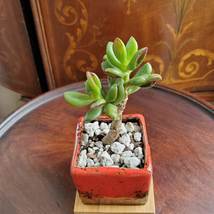 Bonsai Jade, Red Pot & Live Red Horn Tree Succulent, Ice Crack Ceramic Planter image 2