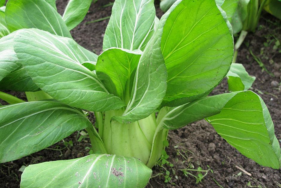 Pak Choy Choi Canton Cabbage 600 Vegetable Seeds Vegetable Seeds