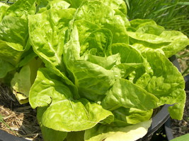 Bibb lettuce 1 thumb200