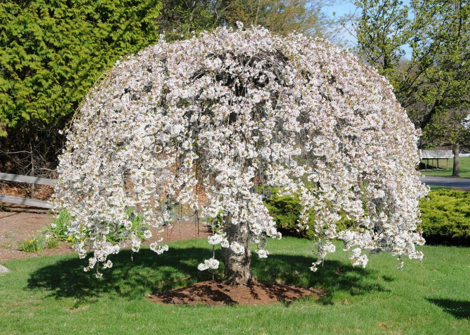 1 Each Shidare Yoshino Weeping Cherry Tree Potted 1 Gallon FREE SHIP ...