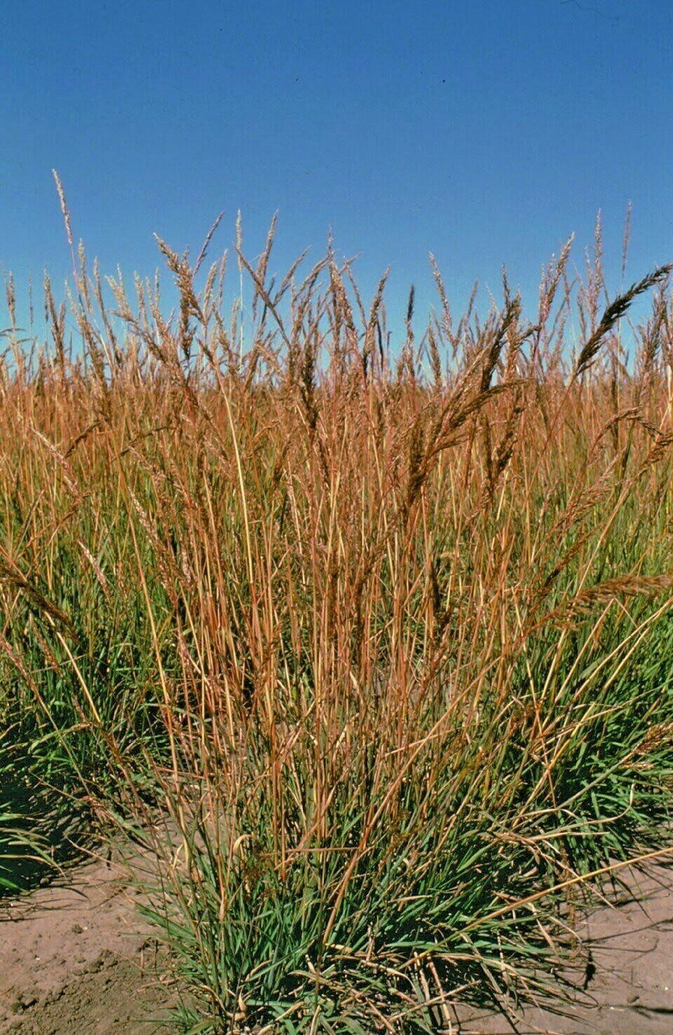 1 OZ=10,000+INDIAN GRASS Seeds Native Prairie Clumping Ornamental