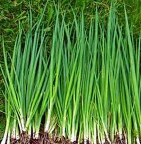 ONION, TOKYO LONG WHITE, HEIRLOOM, ORGANIC 100+ SEEDS, GREAT IN SALADS& COOKING
