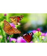 Loose apetite - Weight loss spell - Natural way of life - $3.00