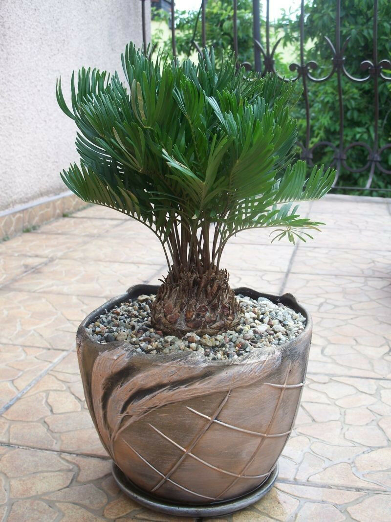 ZAMIA FLORIDANA coontie palm florida native cycad tree palms plant seed ...