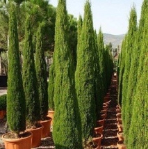Live Starter Plants Italian Cypress Rooted Plant - $19.90