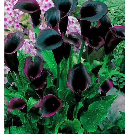 10pcs Black Calla Lily Seeds Zantedeschia Aethiopica Flower Plant Seed ...