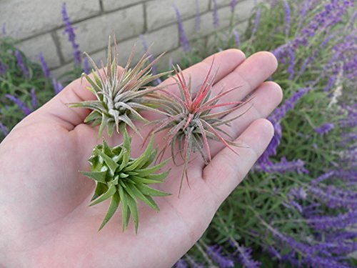 3 Pack Airplants - Assorted Ionantha Variety