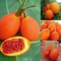 “ 10 PCS SEEDS Gac Fruit Seeds Momordica Cochinchinensis Spreng/Cochinch... - $15.98