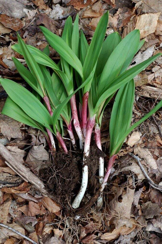 50 Wild Ramp Plants Ramps Bulbs Only Wild Leek Plants Organic Ramps