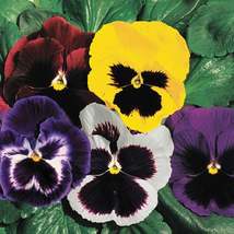 150 Seeds Joker Mix Pansy Seeds -  Beautiful - Garden & Outdoor Living - $48.99
