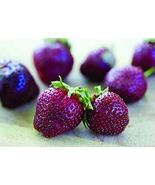 &quot; 100 seeds Heirloom Purple Wonder Strawberry Seeds, Non-gmo extra sweet... - $15.98