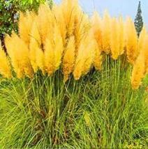 200 seeds Pampas Grass Seeds - Orangish Yellow Ornamental Plants - $15.98