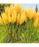 200 seeds Pampas Grass Seeds - Orangish Yellow Ornamental Plants - $15.98