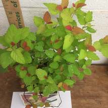 Double Play® Candy Corn® Spirea PP28313 qt pot image 2