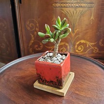 Bonsai Jade, Red Pot & Live Red Horn Tree Succulent, Ice Crack Ceramic Planter image 3
