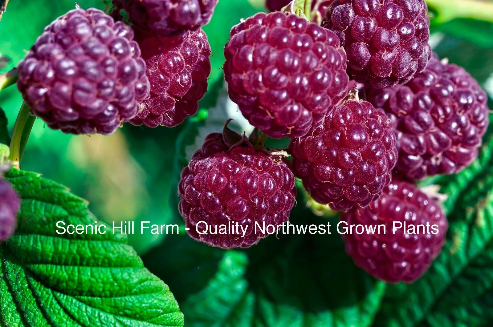 3 Potted Royalty Purple Raspberry Plants Sweet, Great Flavor