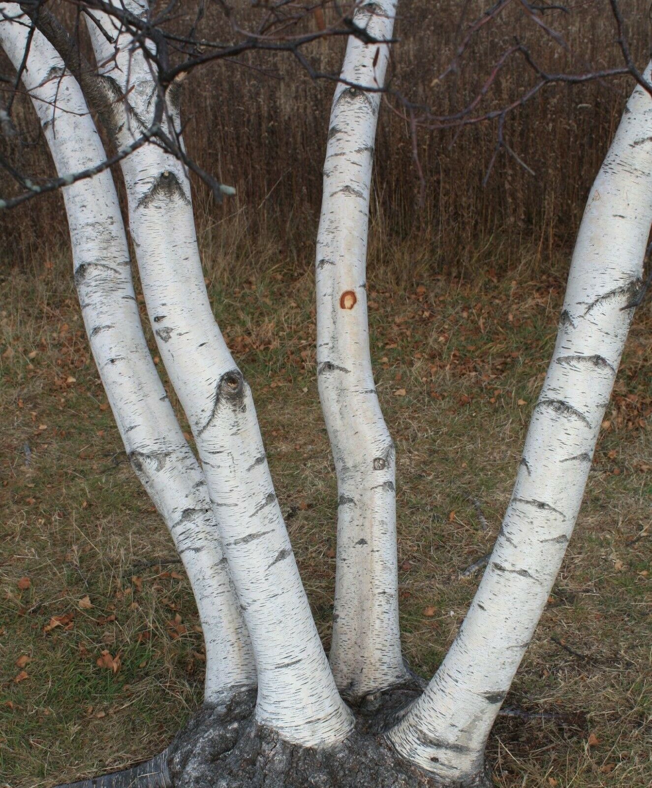 20-seeds-paper-birch-betula-papyrifera-seeds-bulbs