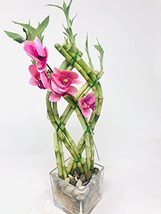 Clear Glass and Pebbles- Live 8 Braided Style Lucky Bamboo Plant Arrangement-JMB - $26.45
