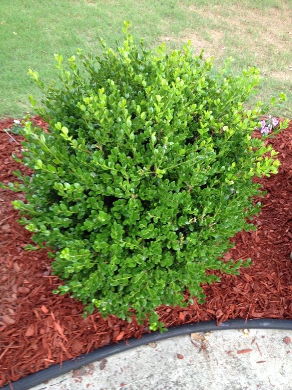 Live Korean Boxwood aka Buxus harlandii Plant Fit 5 Gallon