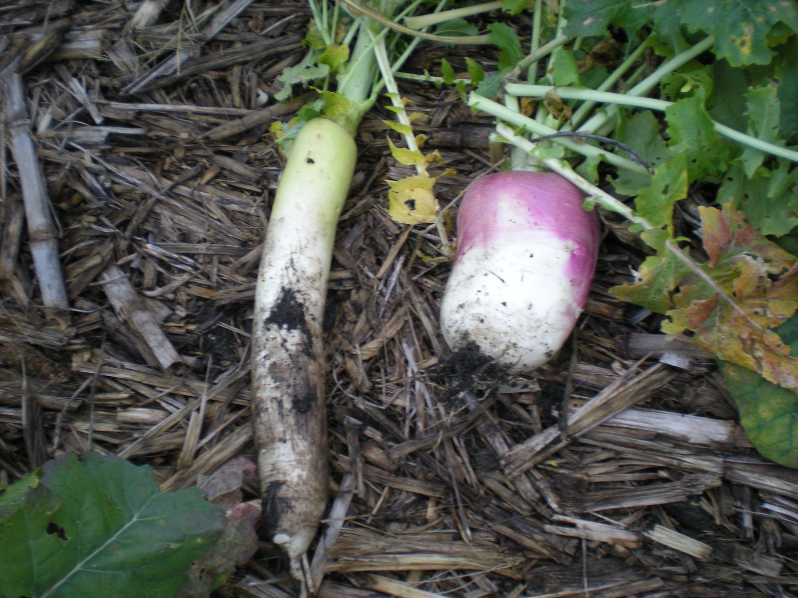 Deer winter food plotRadish/Turnip/Sugarbeet 550 Annual & Biennial