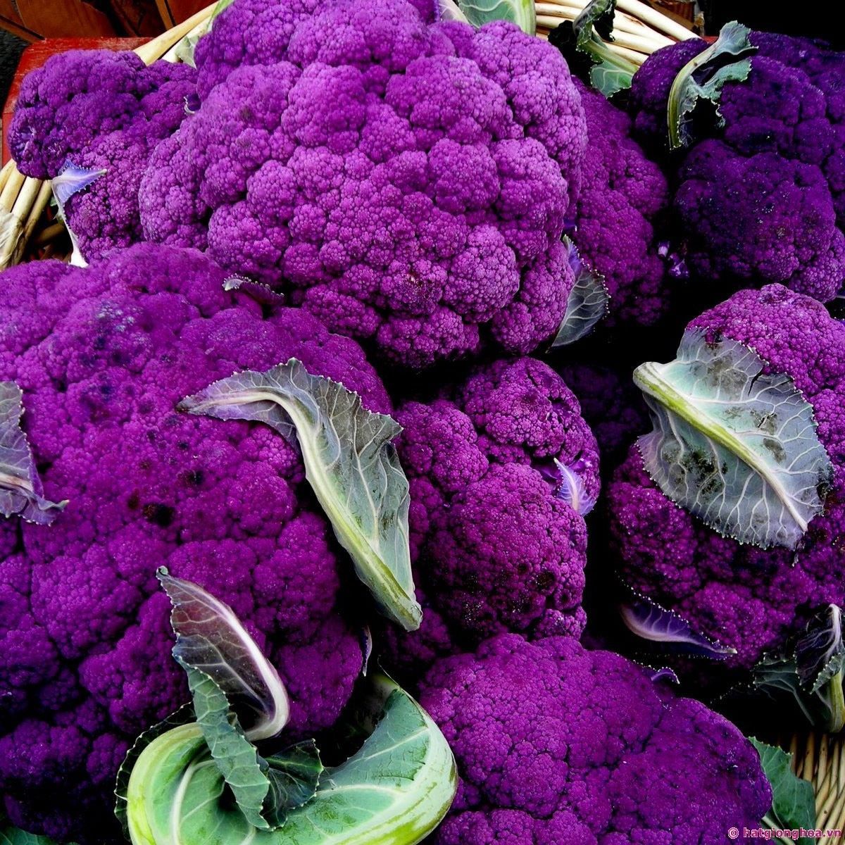 Purple Broccoli Seeds, Purple Sprouting Broccoli, Heirloom NonGmo Seeds, 100ct Other Plants