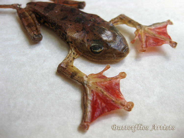 Real Flying Frog Red bed Feet Rhacophorus Pardalis Taxidermy