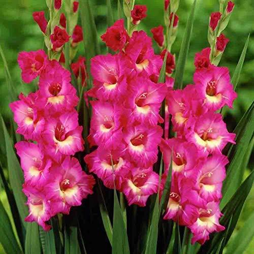 Gladiolus Flower Large Bulbs 1pcs Flowering for Home and Garden ...