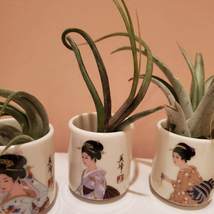 Air Plant in Upcycled Sake Cup, Japanese Geisha Porcelain Airplant Holder image 1