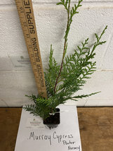 Murray Cypress 2.5" pot 6-12" tall image 5