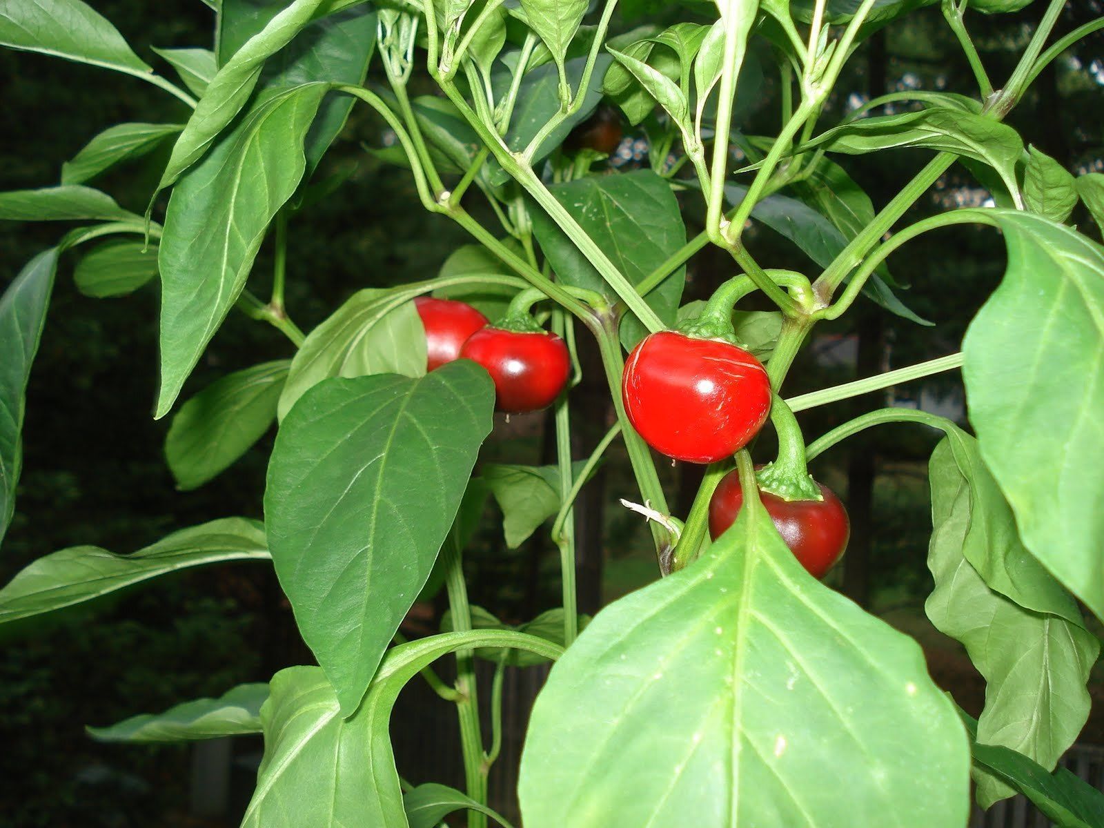 200 Seeds Heirloom Hot Cherry Bomb Peppers Pepper Chili ...