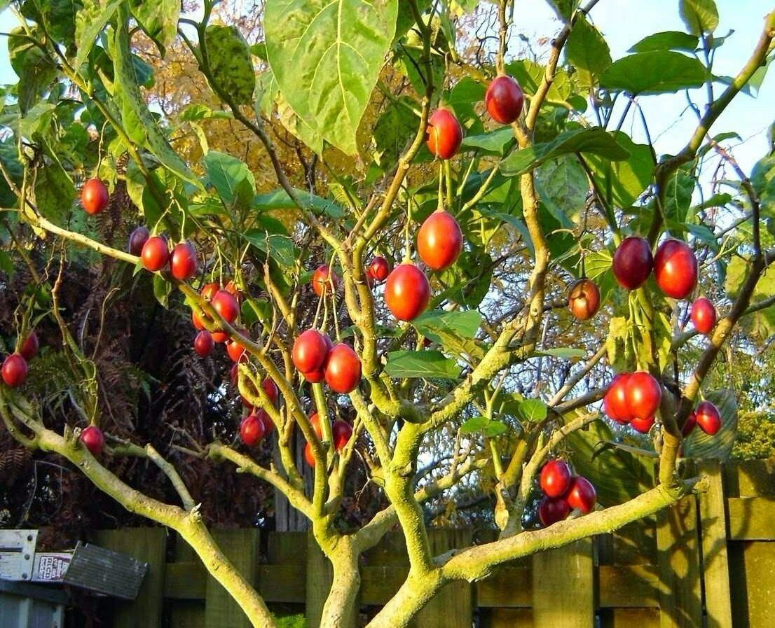 10 Seeds Tamarillo Tree Tomato Cyphomandra Betacea Seeds & Bulbs