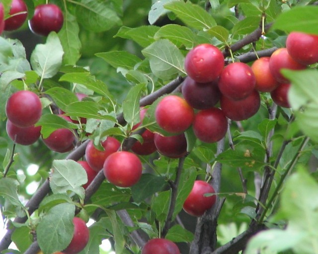 Prunus Cerasifera / Myrobalana (Cherry Plum) 10 seeds - Seeds & Bulbs