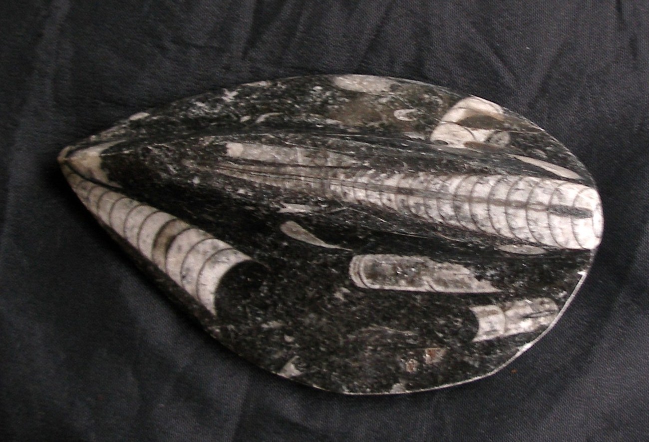 Paleontology 3 5 Silurian Period Orthoceras Fossil Fossus Paleozoic   P4102233.JPG