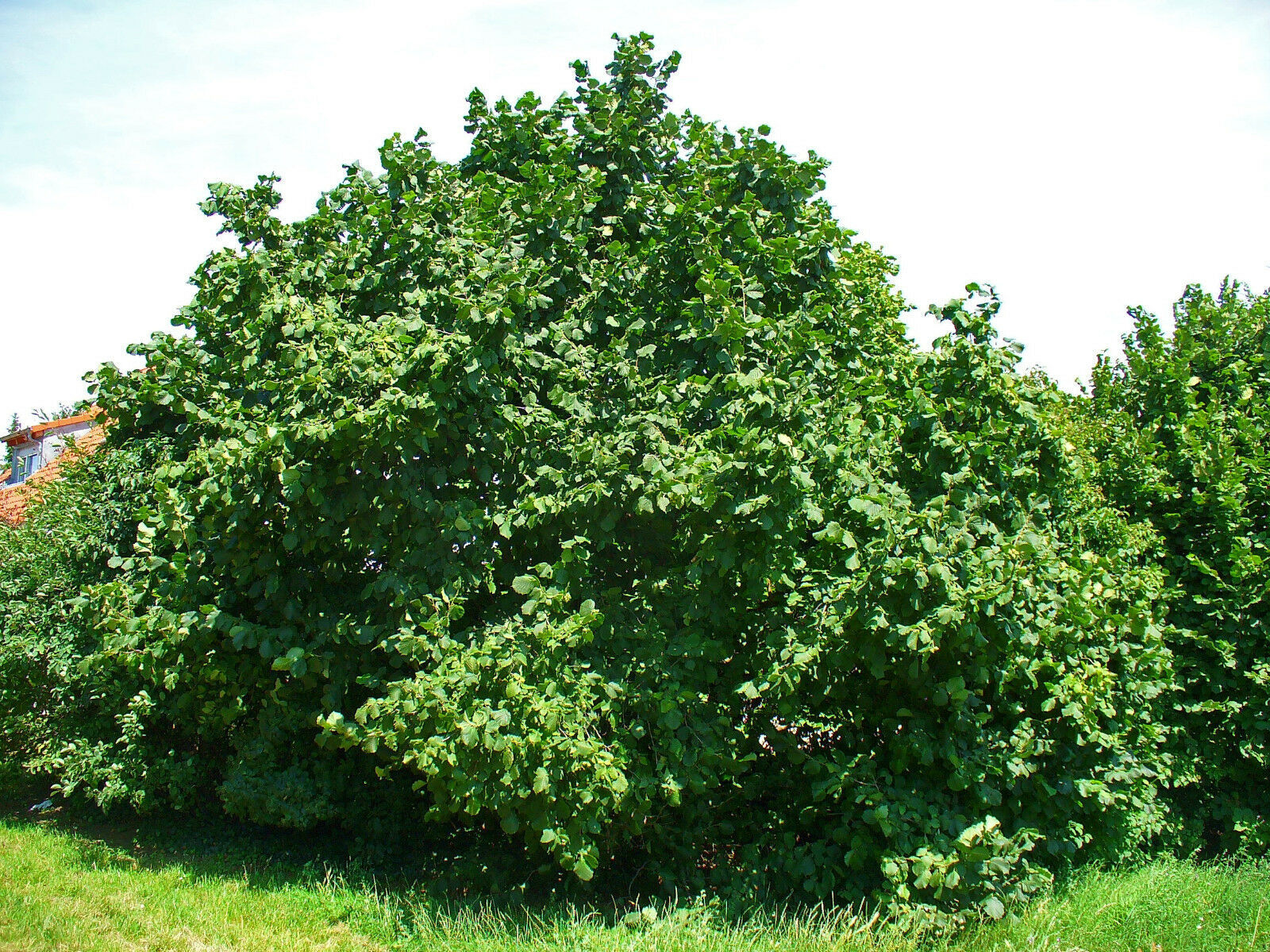 5 American Hazelnut Tree Aka Filbert Corylus and similar items