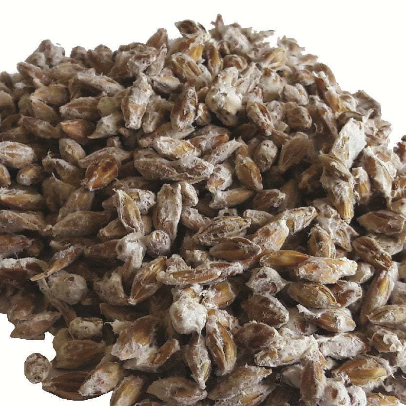 20 g Fresh Phlebopus portentosus Cep Porcini BOLETE Mycelium Buy