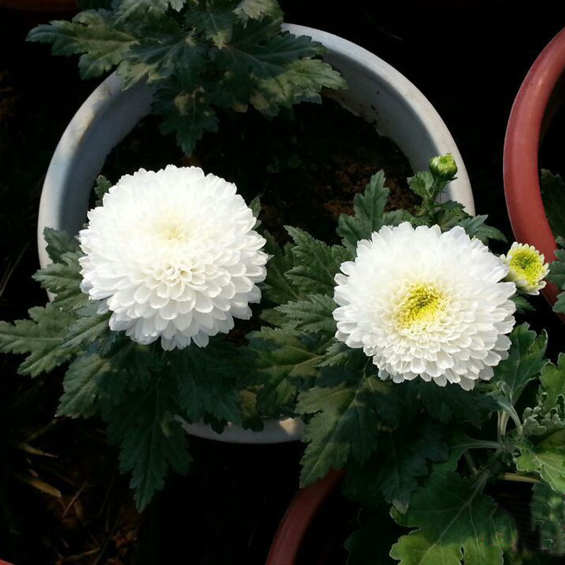 White Chrysanthemum Bracht Mary Lynn 9780735214439 Amazon