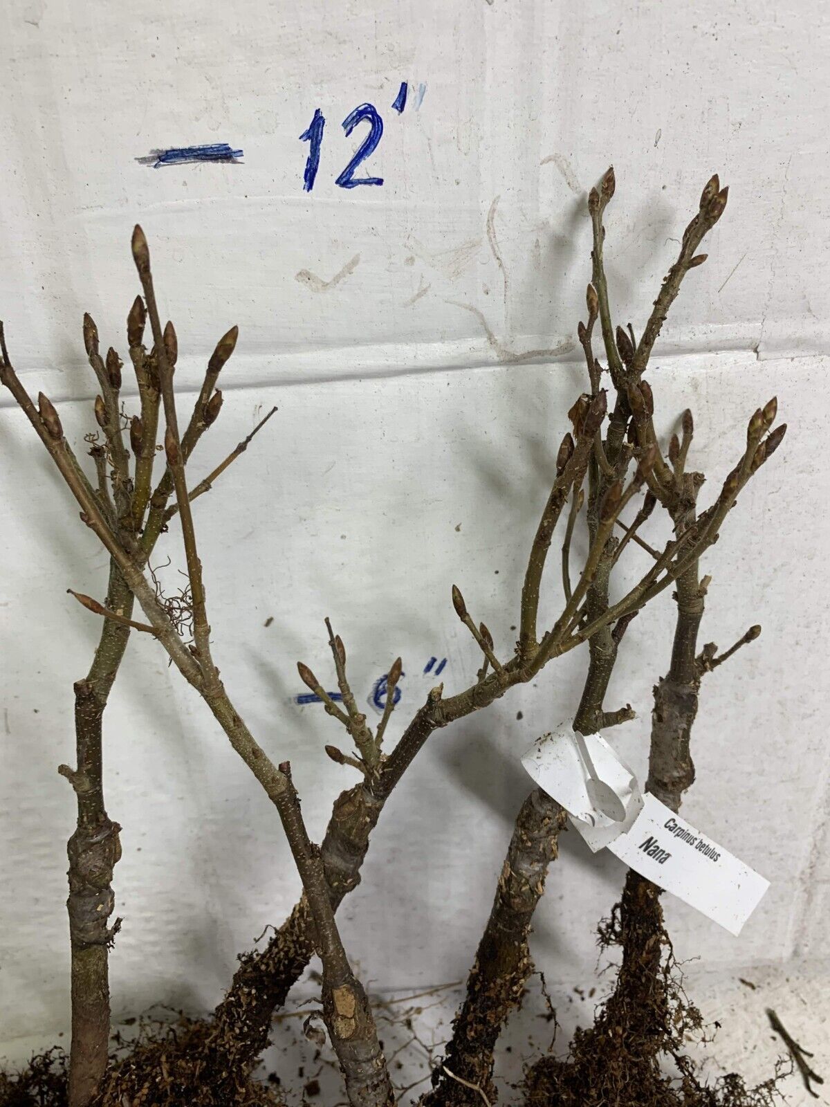 Carpinus Betulus ‘Columnaris Nana’ Grafted 1 Year Old Plant Bare Root 