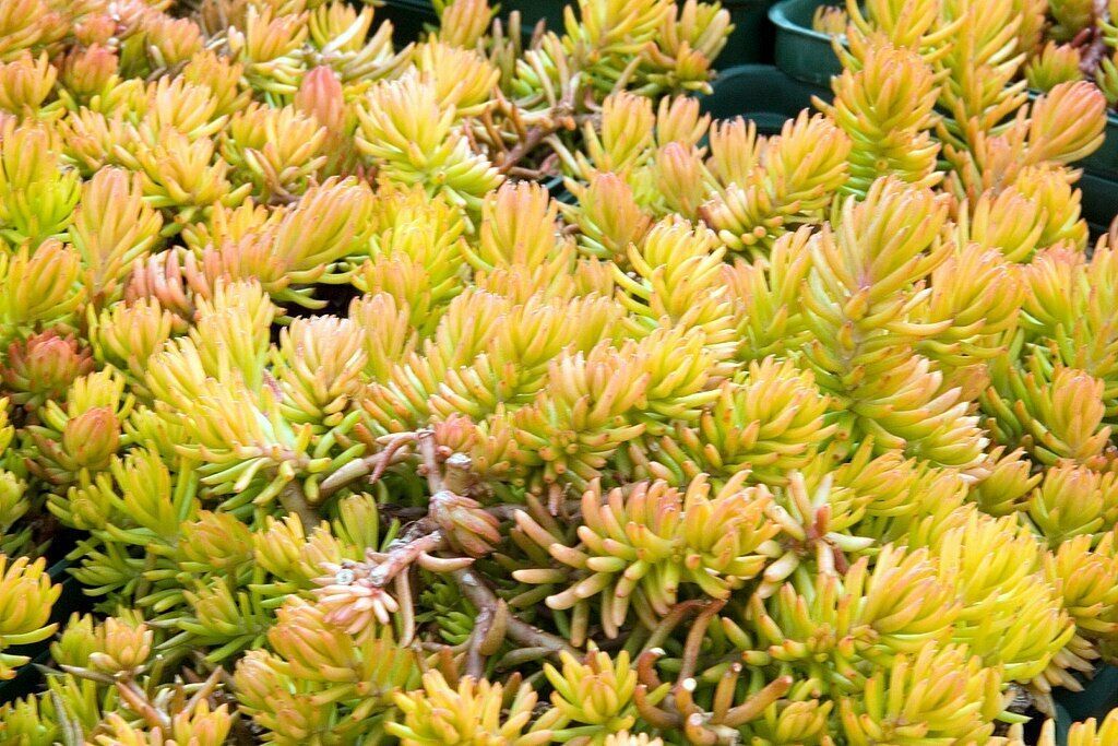 SEDUM ANGELINA **210 SEEDS* MOST COLORFULL LEAVES, *HARDY SEDUM ...