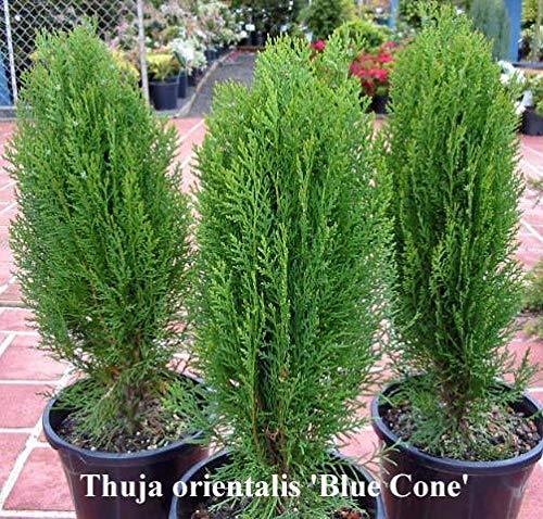 Blue Cone Thuja Arborvitae - Live Plant in a 6 Inch Pot - Thuja ...