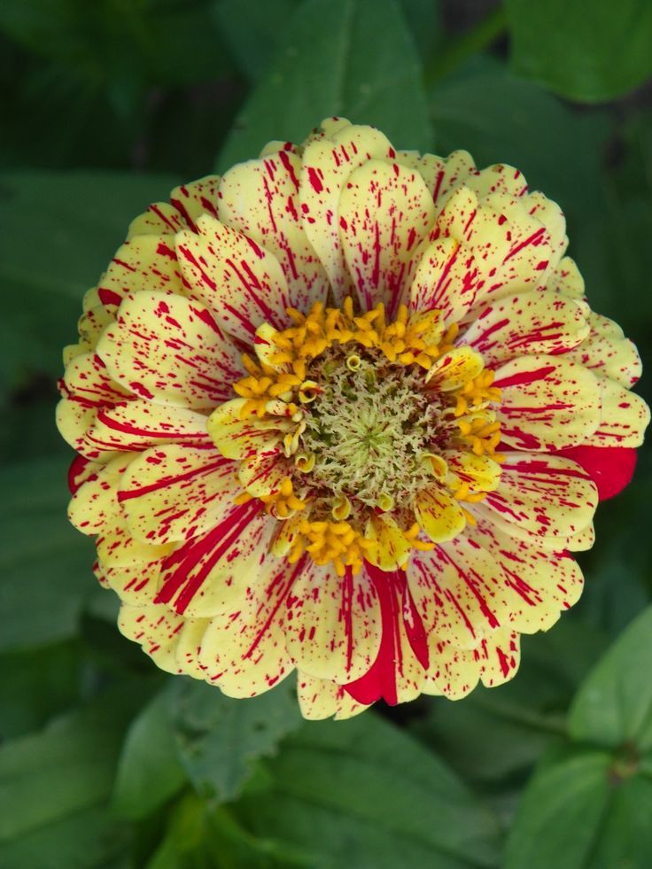 Zinnia Angustifolia Yellow Red Stripe Annual Garden Flowers Seeds 30PCS 
